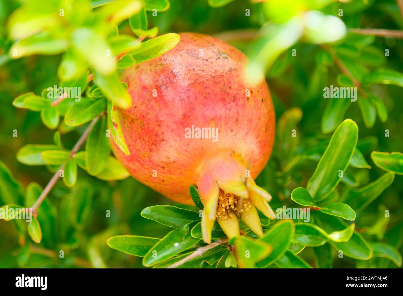 Melograno decorativo su un ramo, giorno di sole, senza gente, Argentina Foto Stock