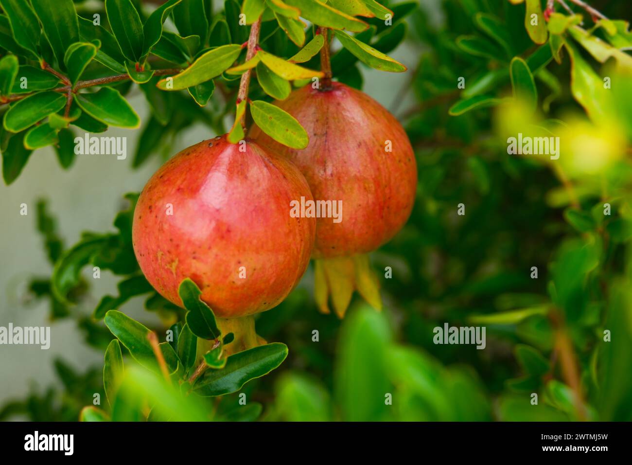 Melograno decorativo su un ramo, giorno di sole, senza gente, Argentina Foto Stock