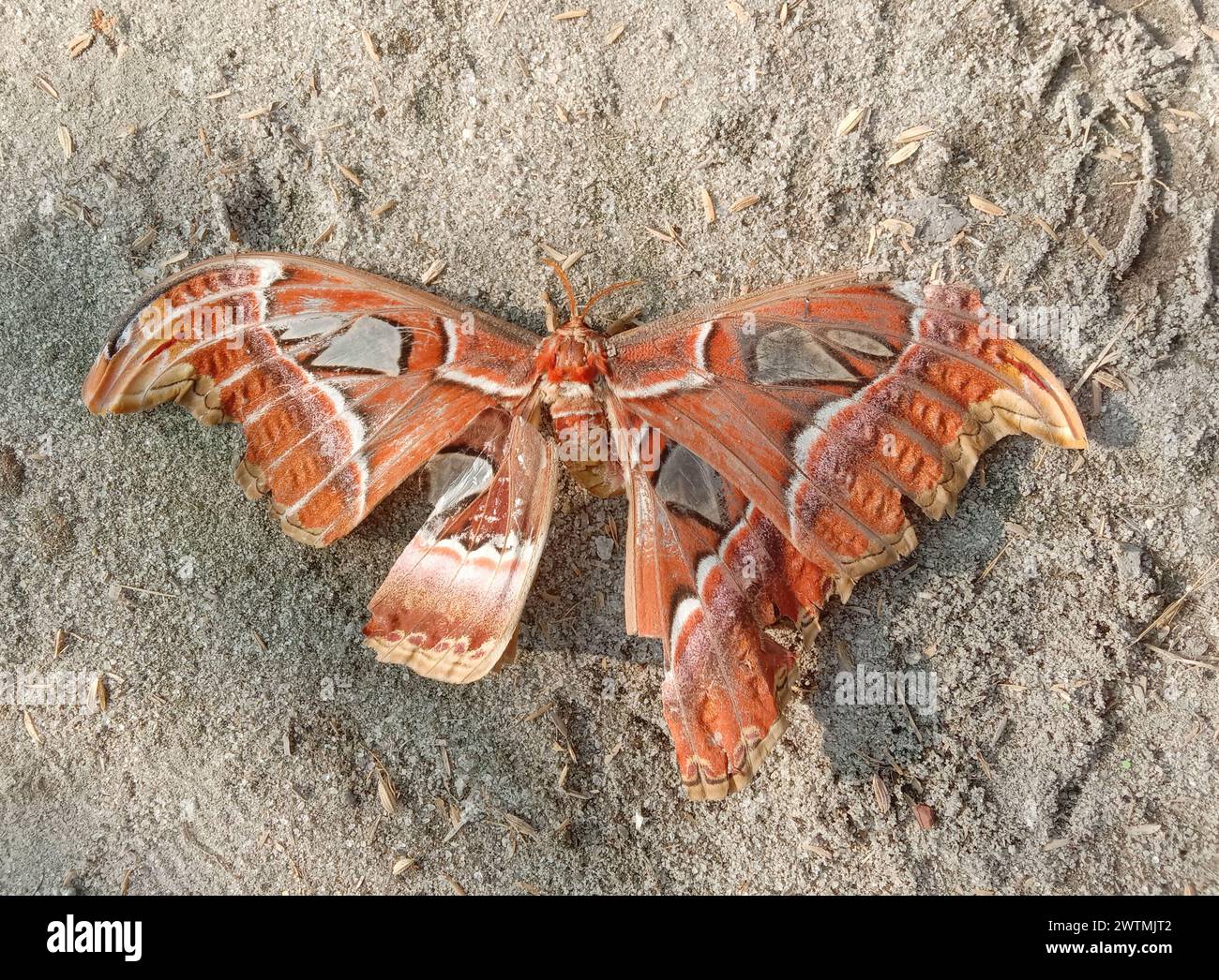 Farfalle che cadono e sono a terra Foto Stock