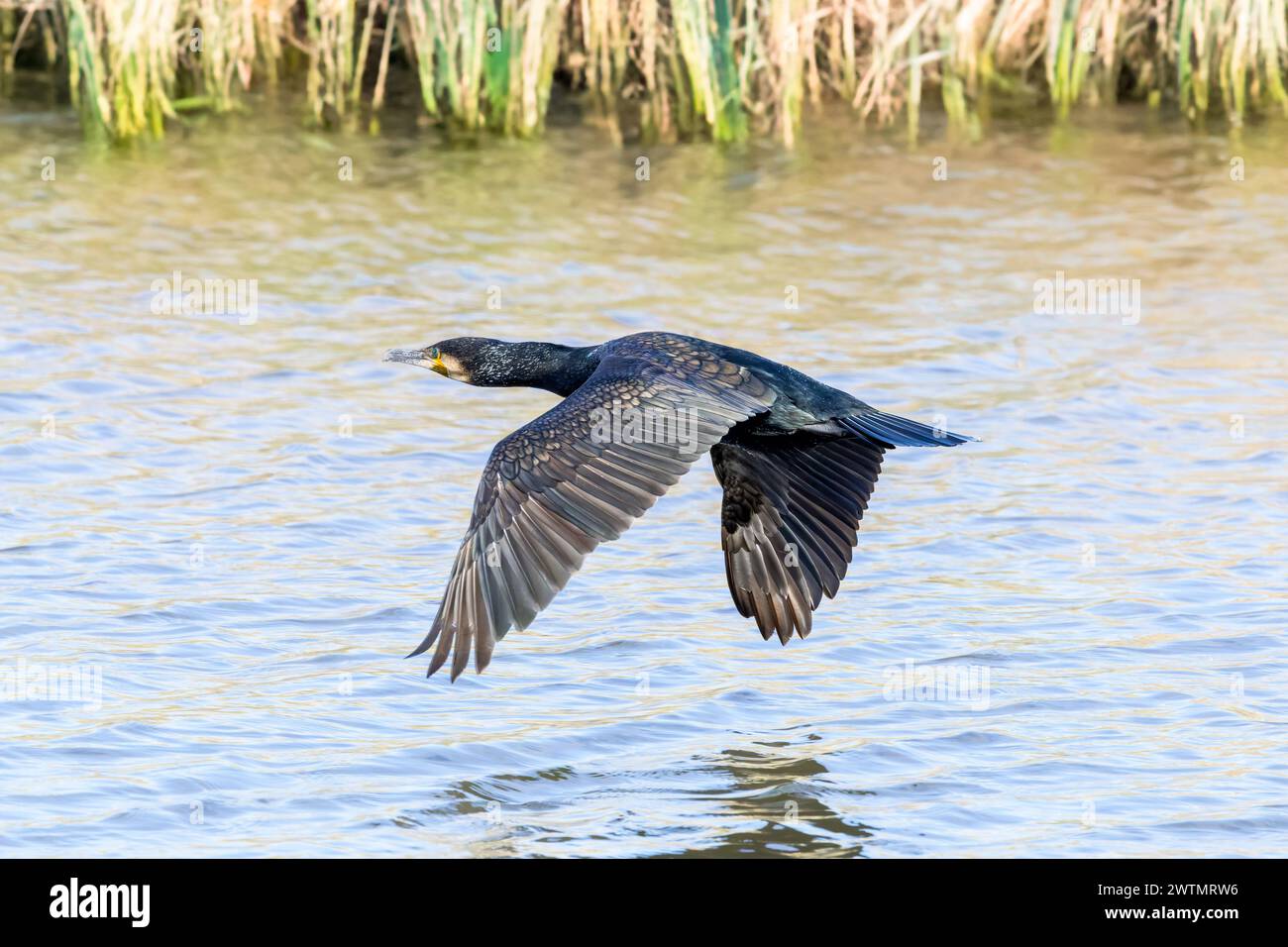 Primo piano di un cormorano, Phalacrocorax carbo, che vola in basso sulla superficie dell'acqua, con battiti alari rivolti verso il basso sullo sfondo di una buca di argine Foto Stock