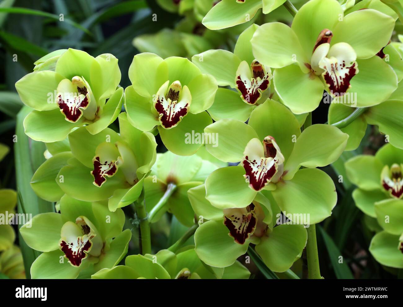 Orchid, Cymbidium Chiltington Common "Hermitage Vert", Orchidaceae. Cymbidium, comunemente noto come orchidee di barche, è un genere di piante sempreverdi in fiore Foto Stock