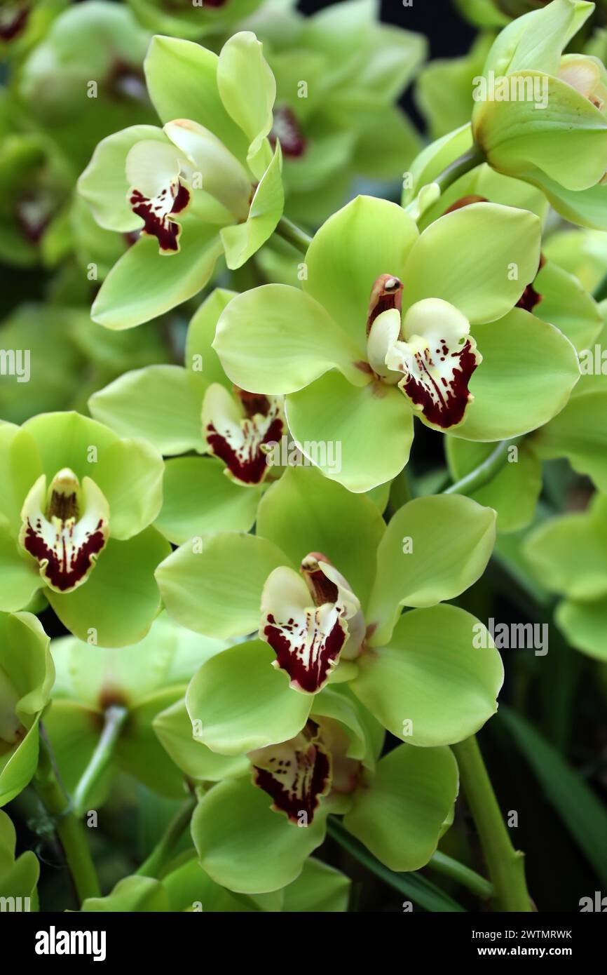 Orchid, Cymbidium Chiltington Common "Hermitage Vert", Orchidaceae. Cymbidium, comunemente noto come orchidee di barche, è un genere di piante sempreverdi in fiore Foto Stock