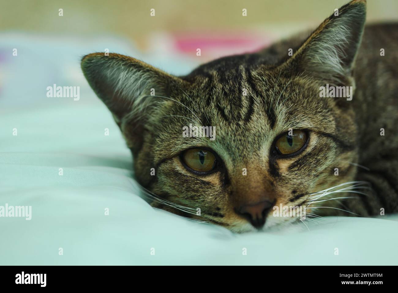 Piccolo gattino di zenzero carino. Primo piano di un simpatico gattino marrone seduto sul pavimento. Foto Stock