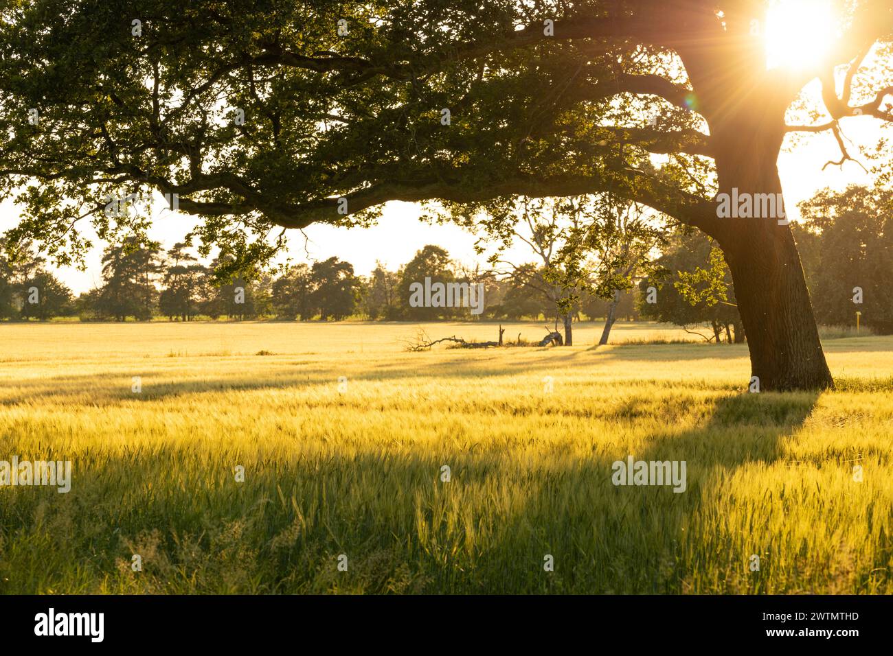 Luce del sole dell'ora d'oro che filtra attraverso un maestoso albero di quercia in un campo tranquillo Foto Stock