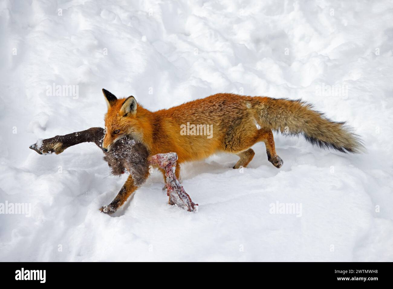 Scavenging Red Fox (Vulpes vulpes) camminando via nella neve con una gamba di camoscio morto / morto in inverno nelle Alpi Foto Stock