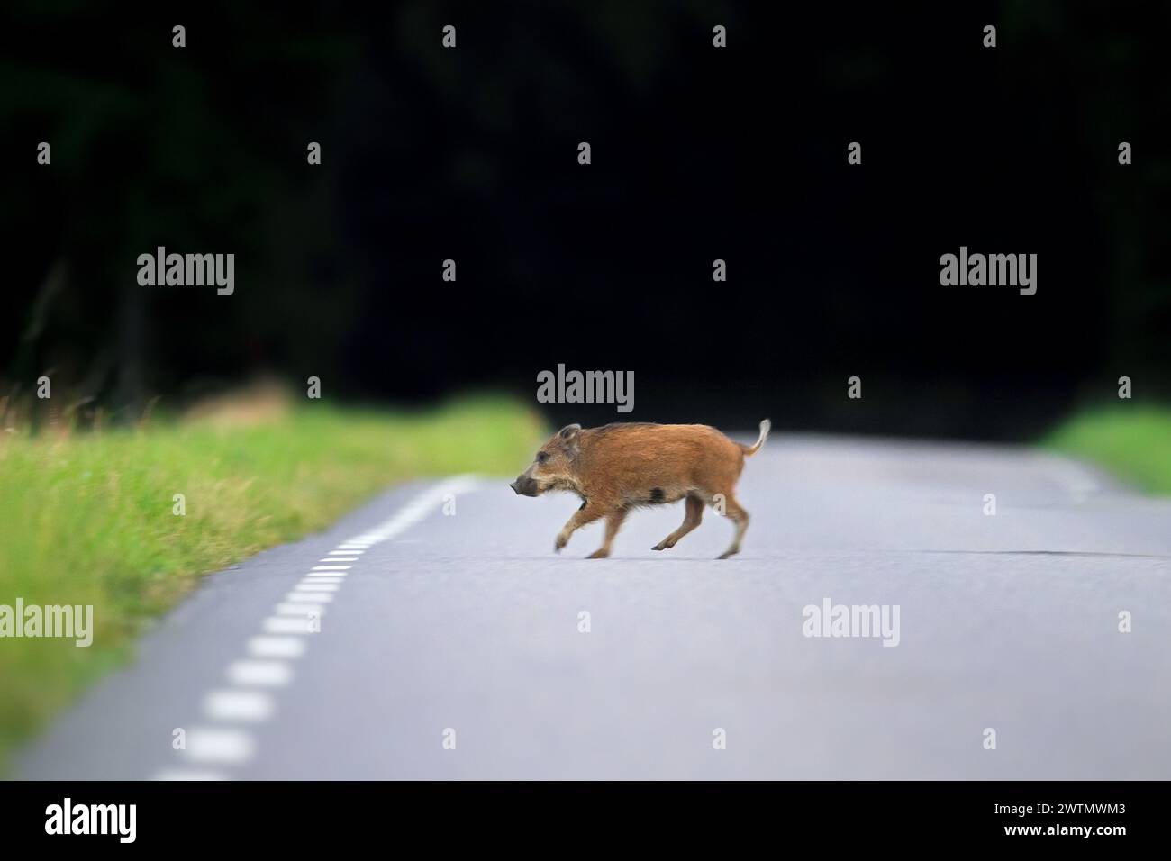 Cinghiale (Sus scrofa) giovanile che attraversa la strada di campagna ai margini della foresta in estate Foto Stock