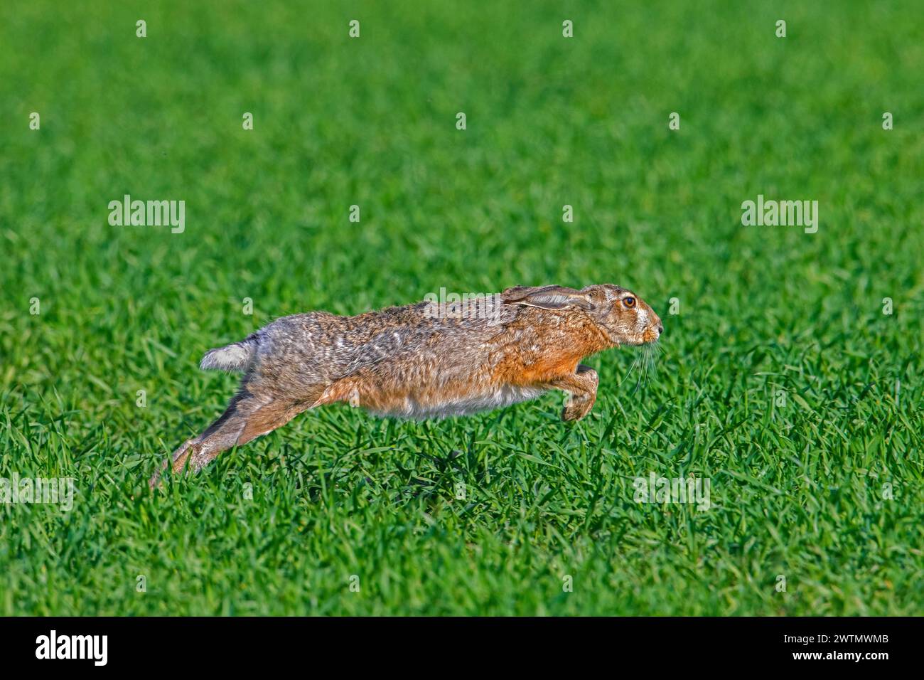 Lepus europaeus (Lepus europaeus) che corre / fugge su terreni agricoli / campi in primavera Foto Stock