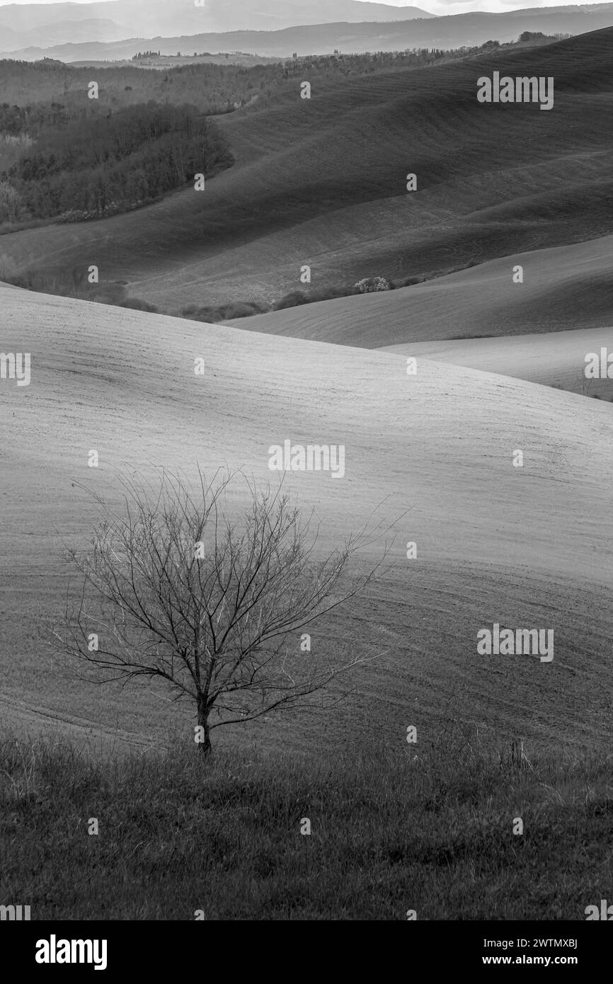 Splendido paesaggio delle verdi colline toscane in bianco e nero, nella pittoresca Val d'Orcia nel Chianti, vicino a Siena e Firenze. Foto Stock