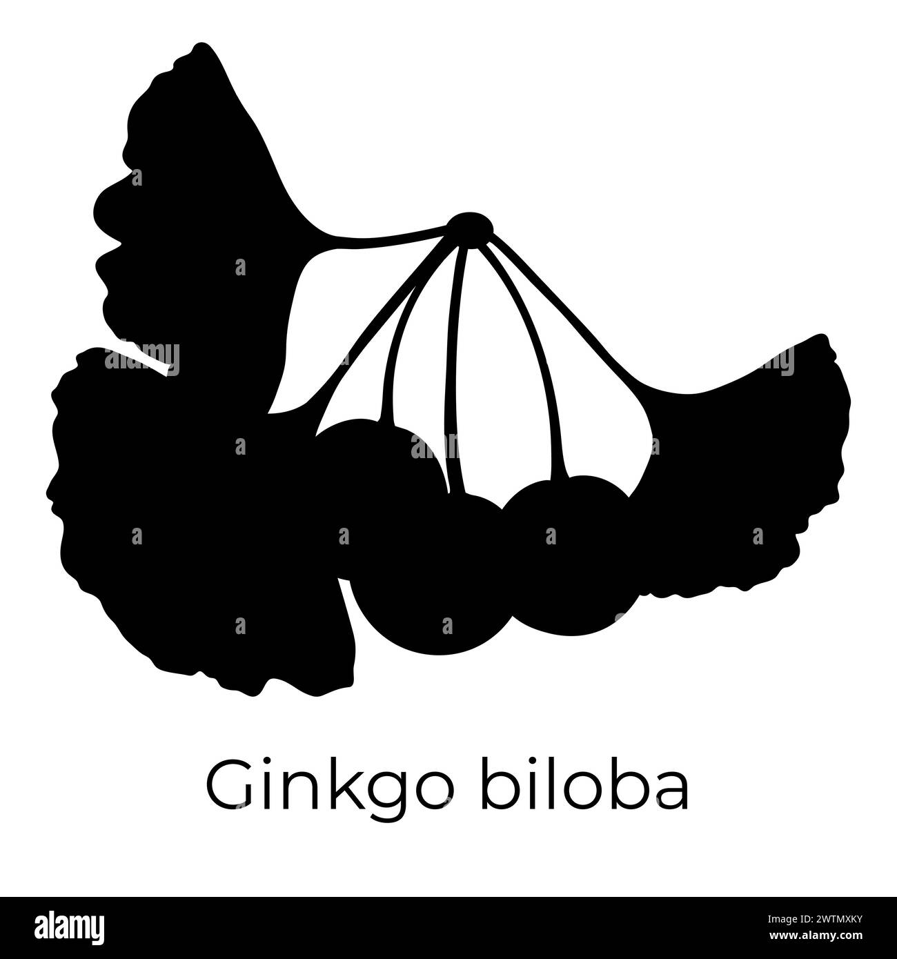 Foglie di Ginkgo biloba e frutta, illustrazione botanica vettoriale. Silhouette cinese del ramo dell'albero di ginkgo. Illustrazione Vettoriale