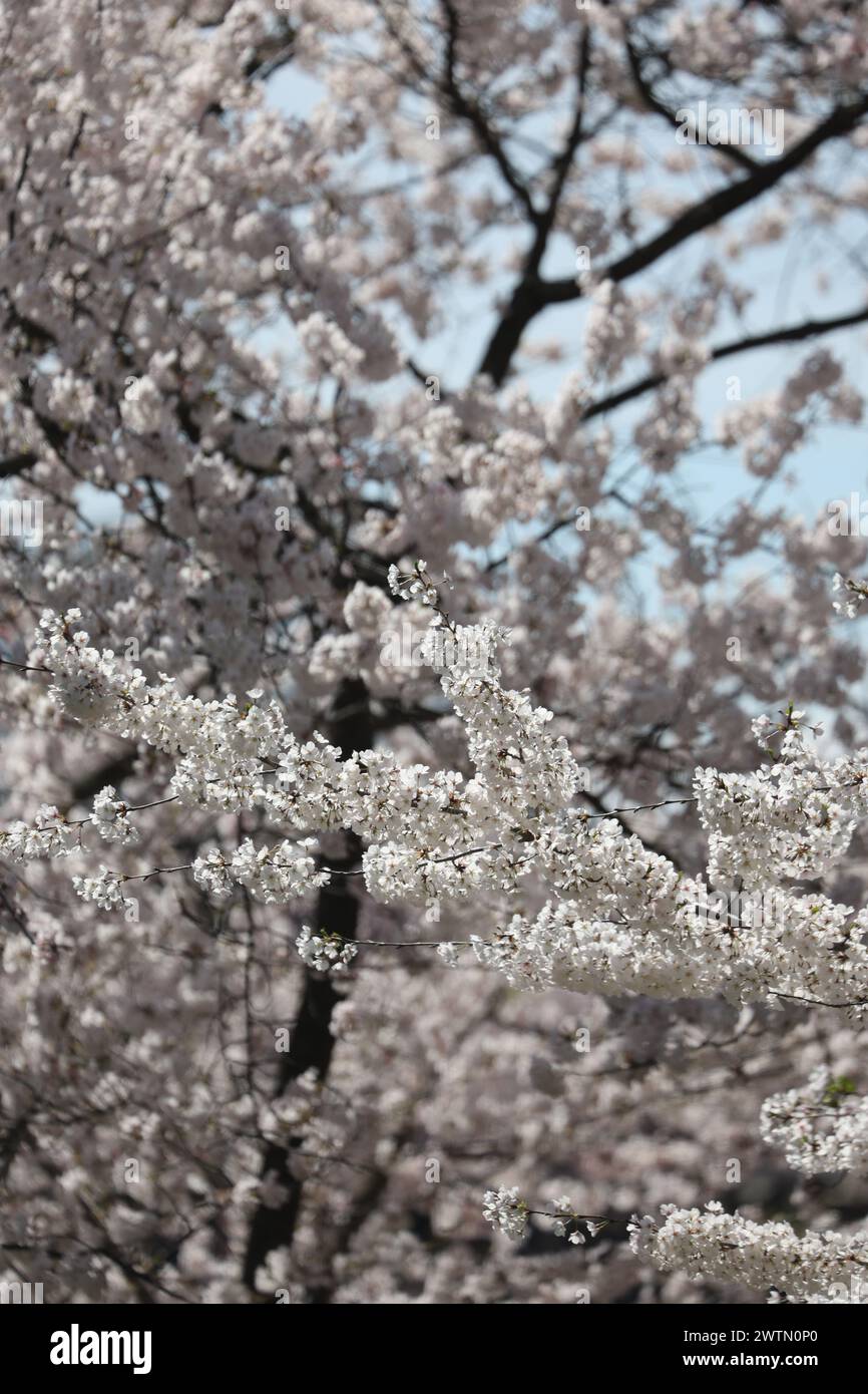 Washington, DC, USA. 18 marzo 2024. I fiori di ciliegio raggiungono il picco di piena fioritura a Washington DC il 18 marzo 2024. Crediti: Mpi34/Media Punch/Alamy Live News Foto Stock