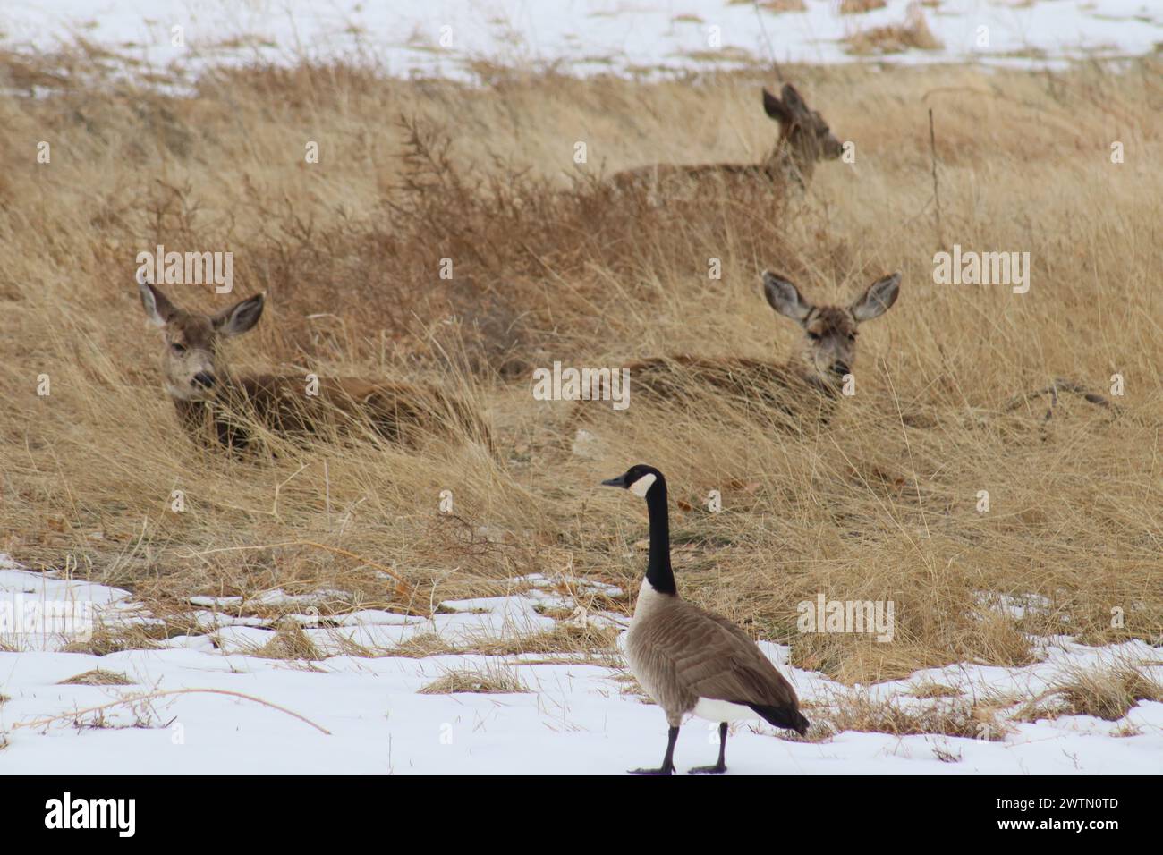 Una bella oca canadese con un gruppo di cervi in un campo innevato Foto Stock