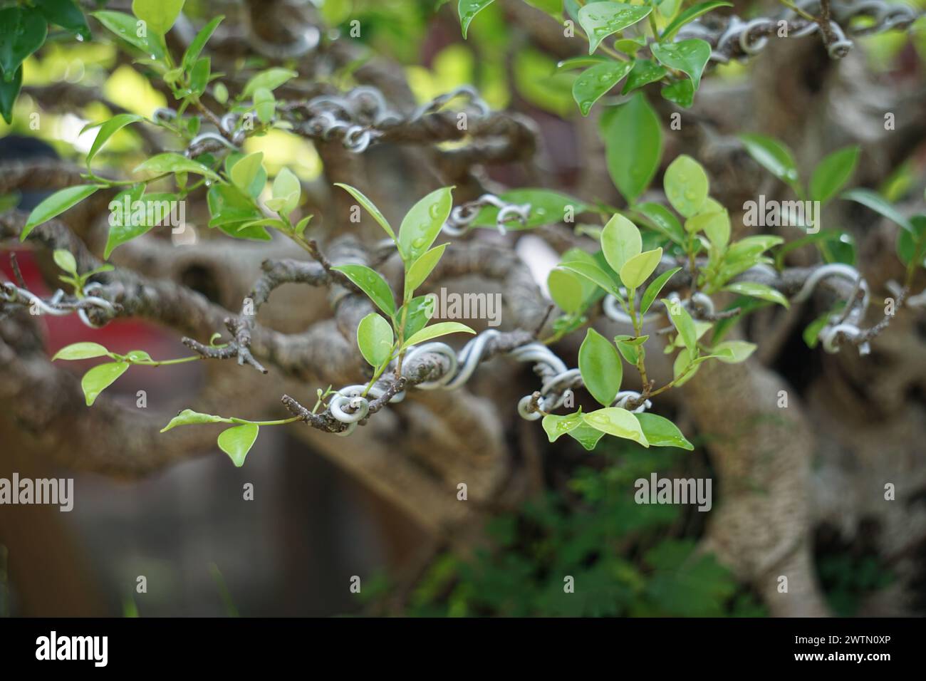 Ficus microcarpa (Ficus malacocarpa, banyan cinese, banyan malese, alloro indiano, fico tenda, gajumaru, Kimeng). Questa pianta è tradizionalmente utilizzata a Foto Stock