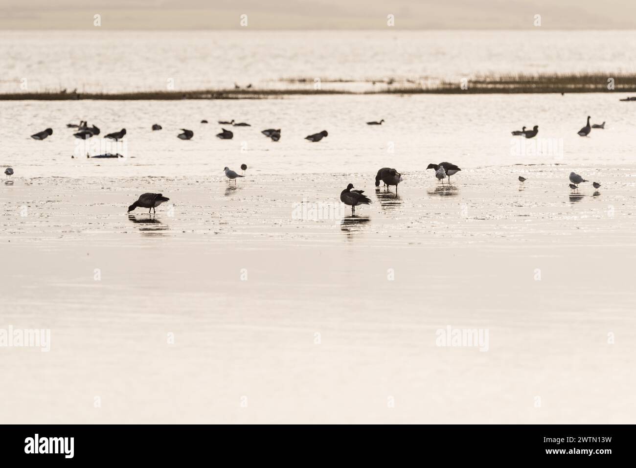 Foraggiando oche Brent (Branta bernicla) a Leigh on Sea, Essex Foto Stock