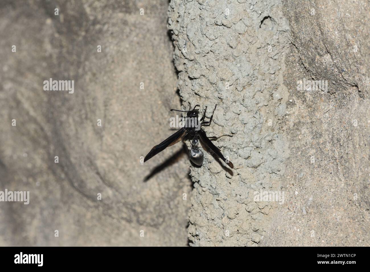 Una vespa (Brachymenes wagnerianus) su un muro a Montezuma Eco-Lodge, Colombia Foto Stock