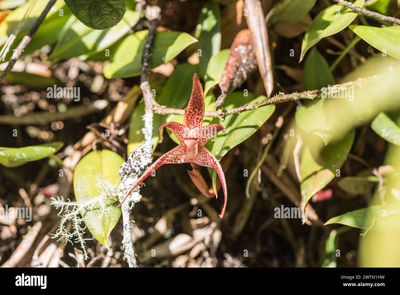 Fiore di un'orchidea (Dracula sp.) In Colombia Foto Stock