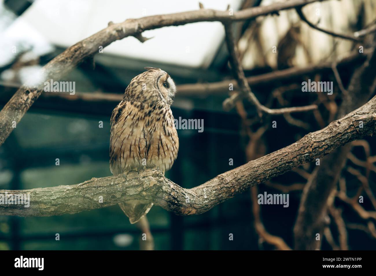 Il gufo dalle orecchie lunghe Asio otus che riposa sulla filiale di Zoo Park. Fotografia nitida con profondità di campo ridotta. Foto Stock