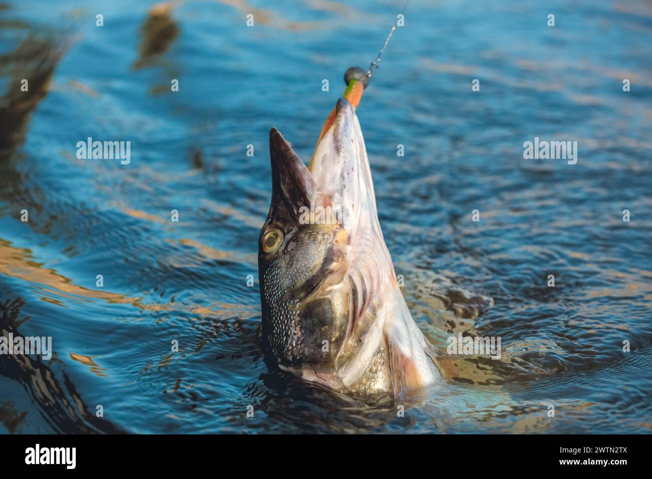 Luccio pescato su un uncino in uno stagno di acqua dolce. Foto Stock