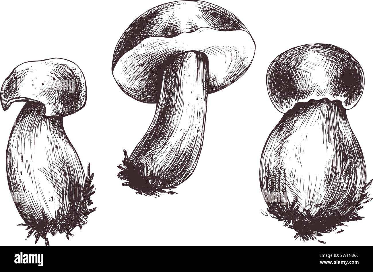 Boletus di funghi commestibili della foresta con un cappuccio di arancia e muschio su un fusto. Illustrazione botanica grafica disegnata a mano con inchiostro marrone. Per ricette, confezioni Illustrazione Vettoriale