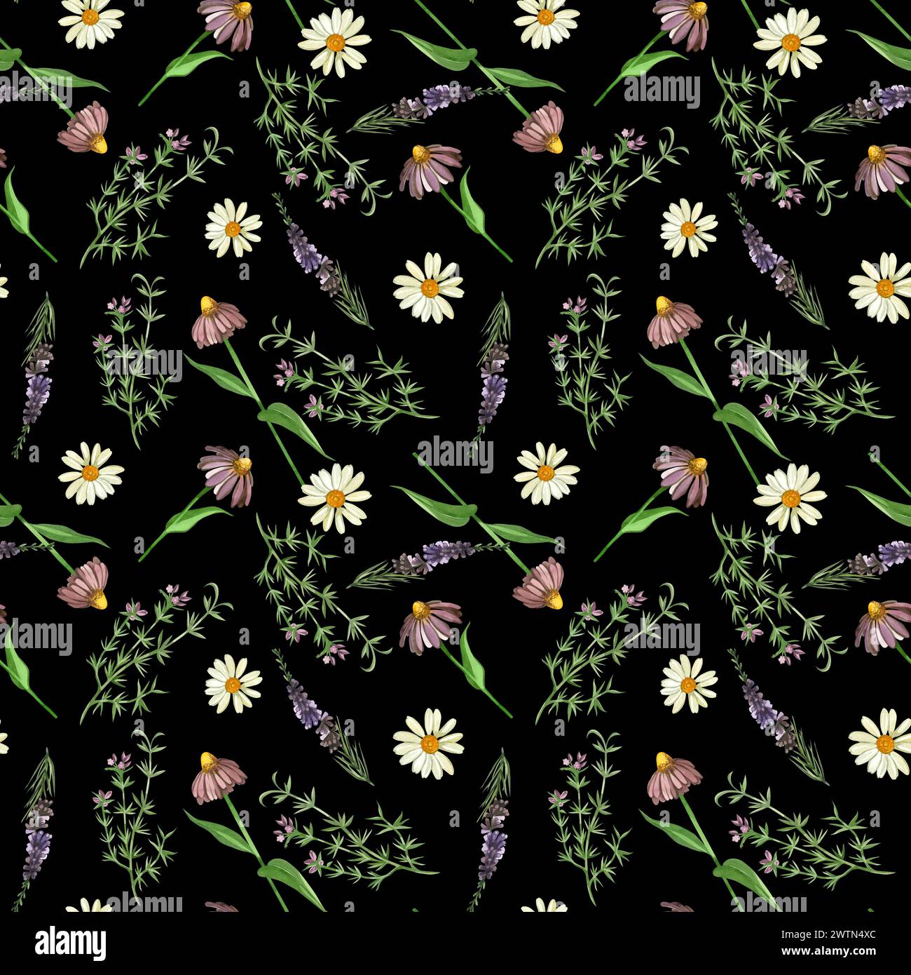 Motivo acquerello su sfondo scuro. Prato e fiori echinacea, erica, camomilla, origano disegnati a mano in acquerello. Foto Stock