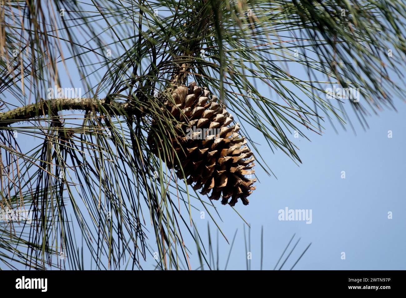 Jeffreys Pine Cone Pinus jeffreyi Cone on Branch Black Pine Cone Opening in Spring Pino de Jeffrey Pine Coniferous Needles Foto Stock