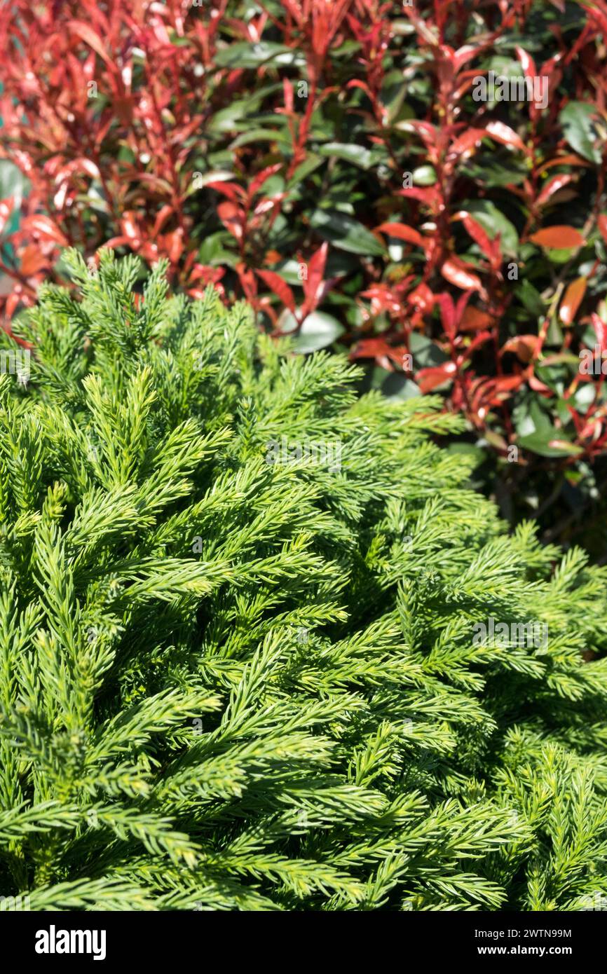 Cryptomeria japonica "Globosa Nana" cedro giapponese Foliage verde Cryptomeria Primavera Photinia con punta rossa, foglie rosse Photinia x fraseri "Carre Rouge" Foto Stock