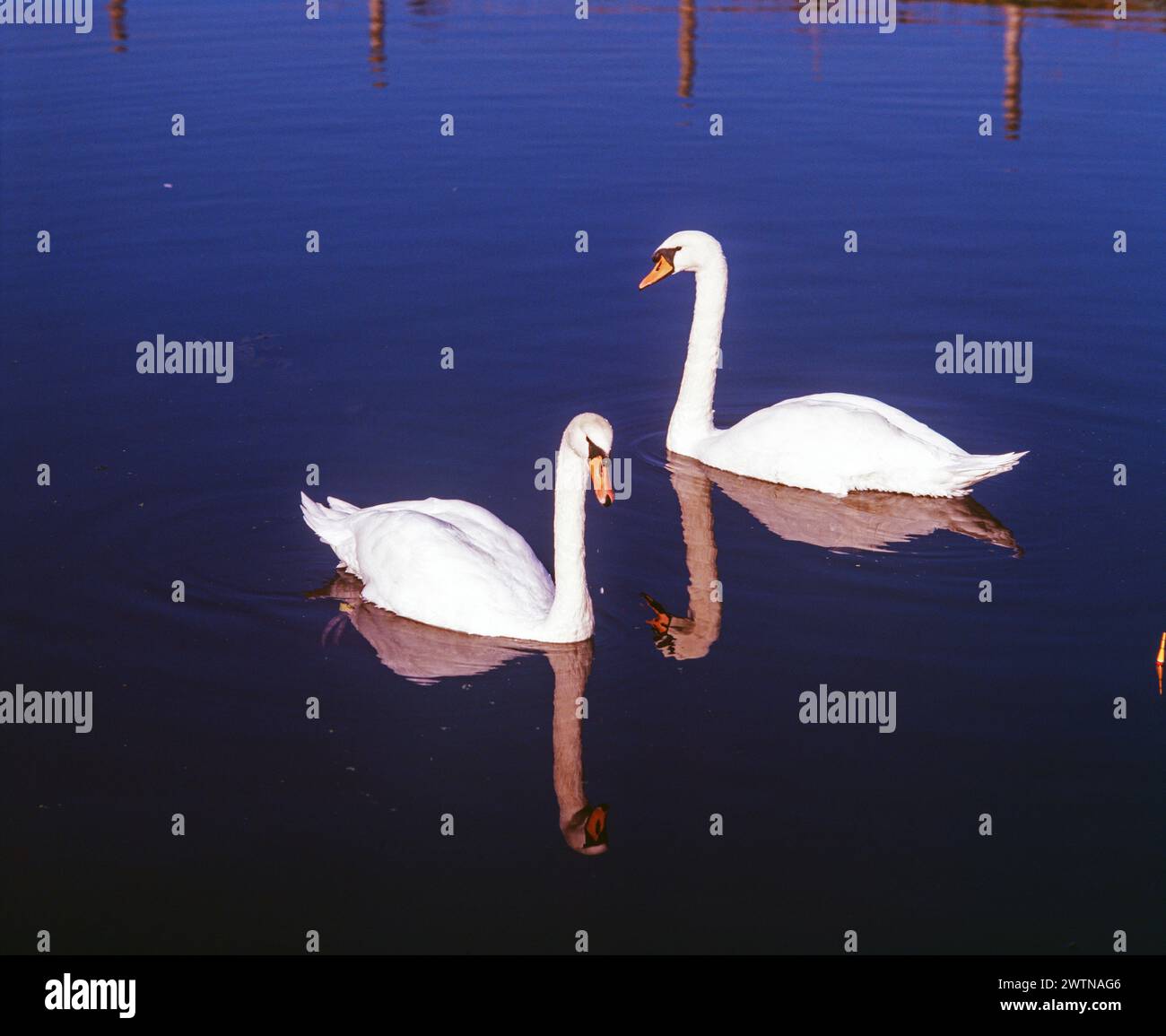 Inghilterra. Somerset. Uccelli acquatici. Cigni sul fiume Tone. Foto Stock