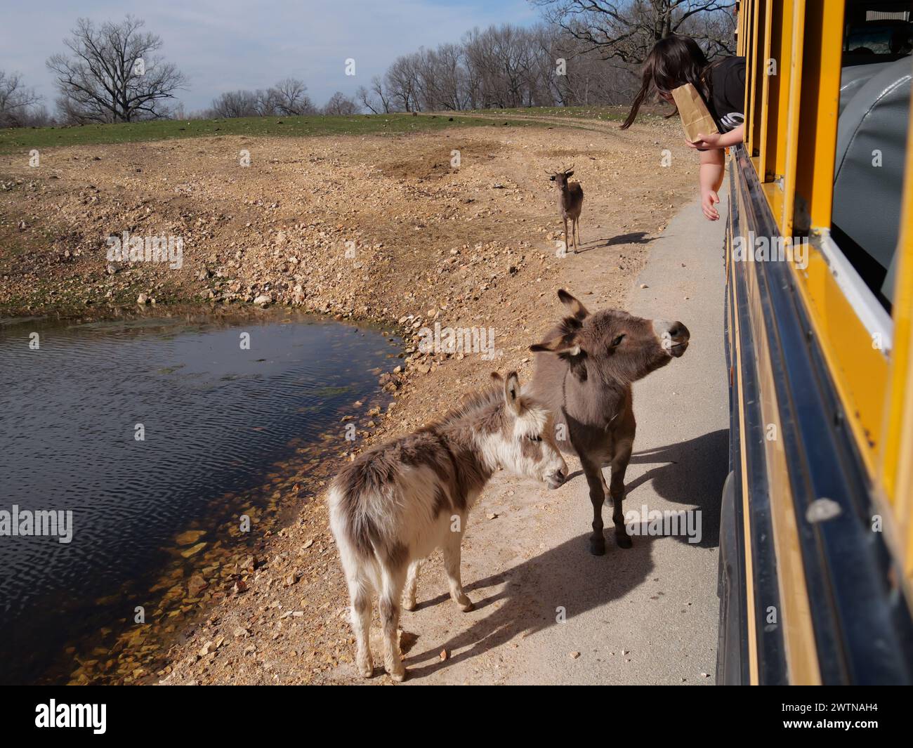 Strafford, Missouri - 12 marzo: Wild Animal Safari Springfield, Missouri Foto Stock