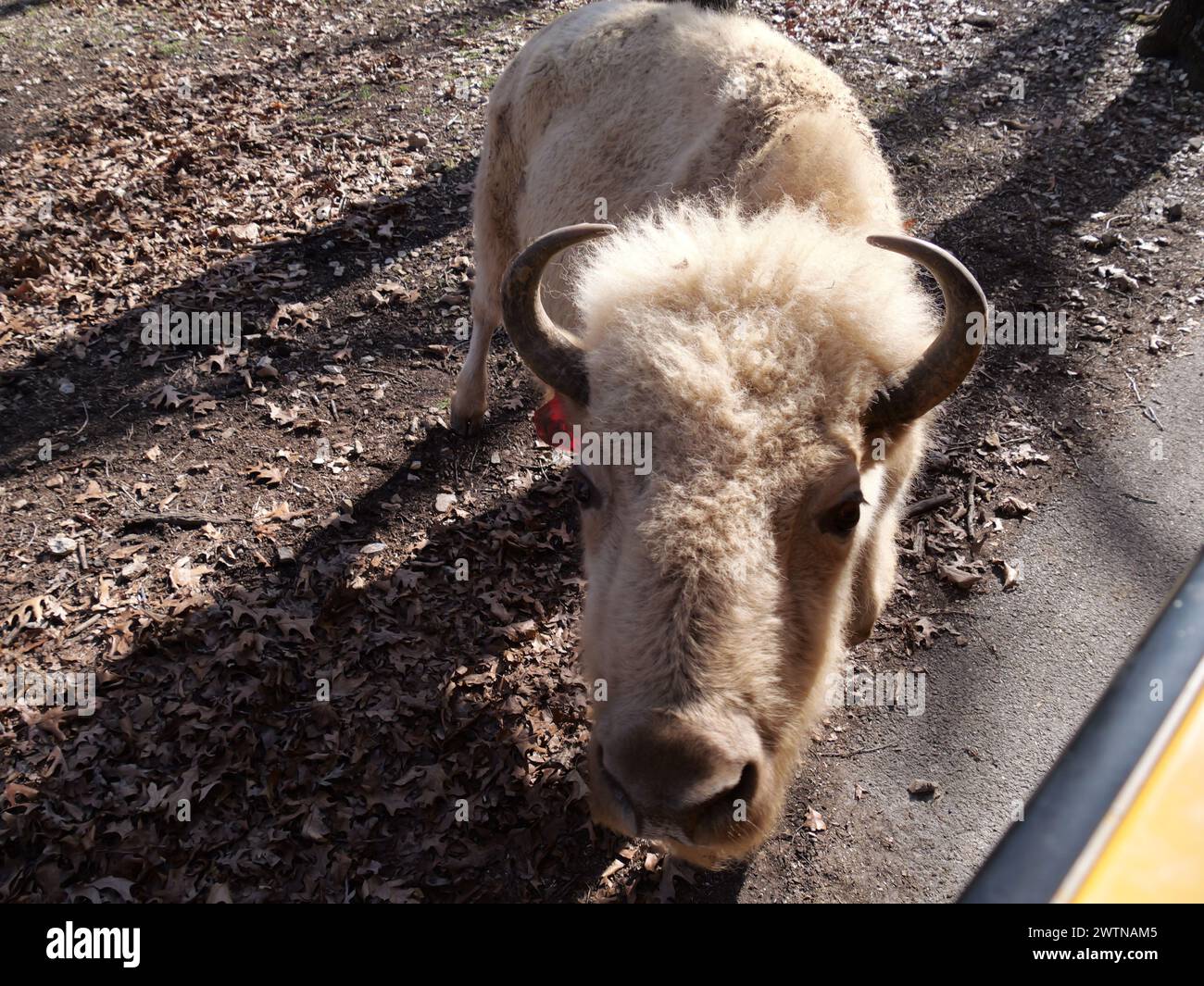 Strafford, Missouri - 12 marzo: Wild Animal Safari Springfield, Missouri Foto Stock