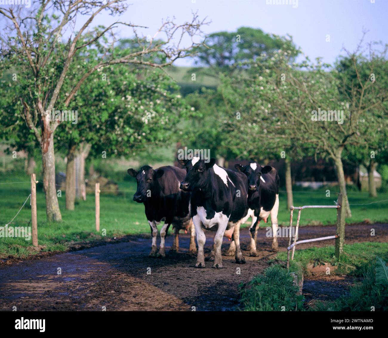 Inghilterra. Somerset. Allevamento di animali. Mucche da latte in pista attraverso il frutteto. Foto Stock