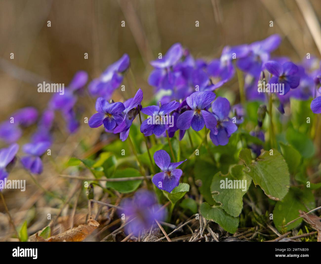 bellissimi fiori viola in una foresta Foto Stock