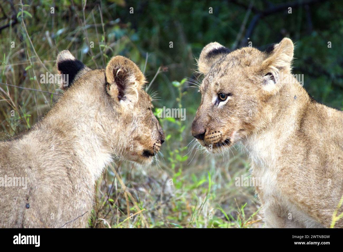 Lion Cubs visti durante il safari nella riserva di Karongwe, Sudafrica Foto Stock