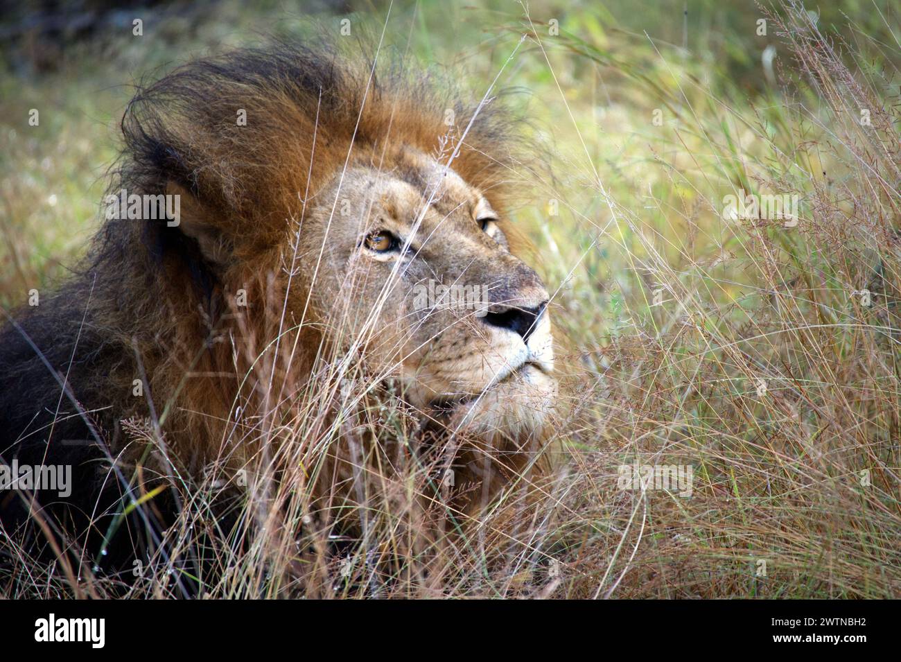 Un leone maschio visto durante il safari nella riserva di Karongwe, Sud Africa Foto Stock