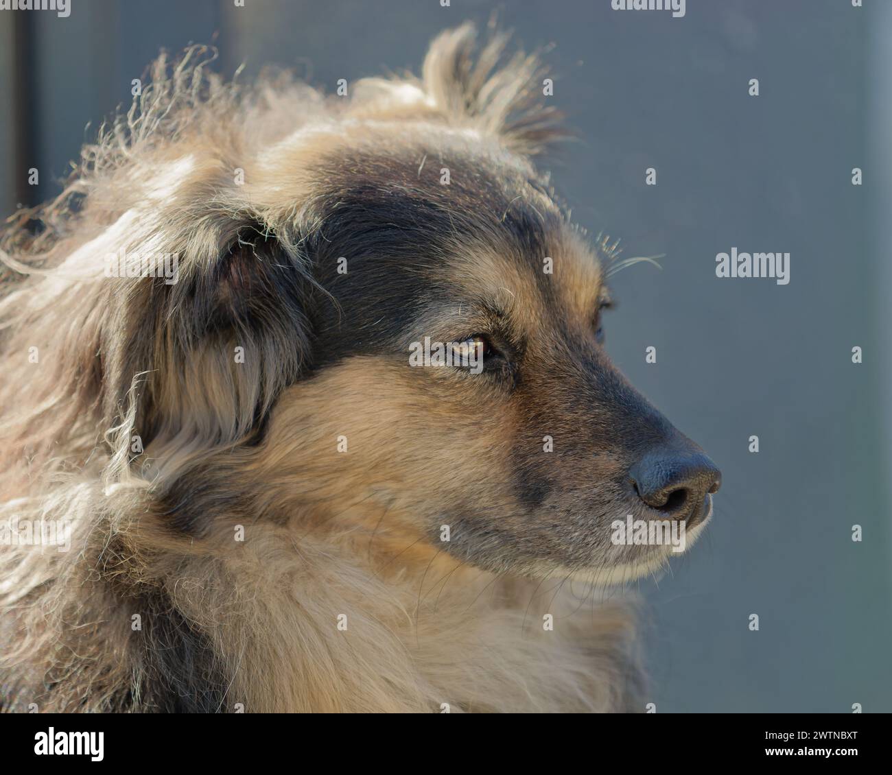 Un primo piano di un adorabile cane soffice che si crogiola al sole Foto Stock