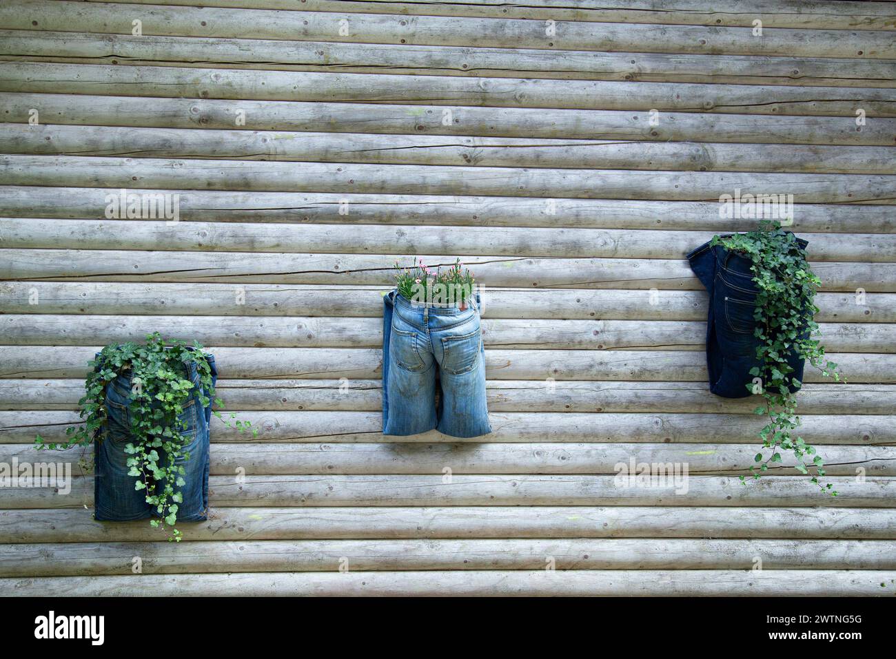 Concetto di upcycling e riciclo - i vecchi jeans sono ora utilizzati come vasi da semina Foto Stock