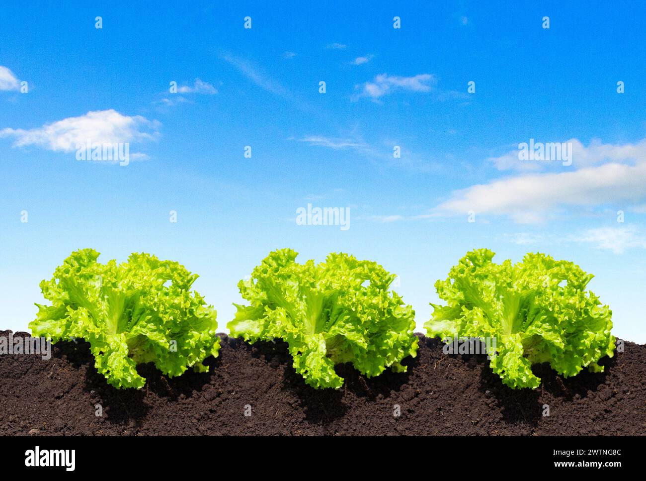 Cibo biologico dell'azienda agricola lactuca fresco Foto Stock