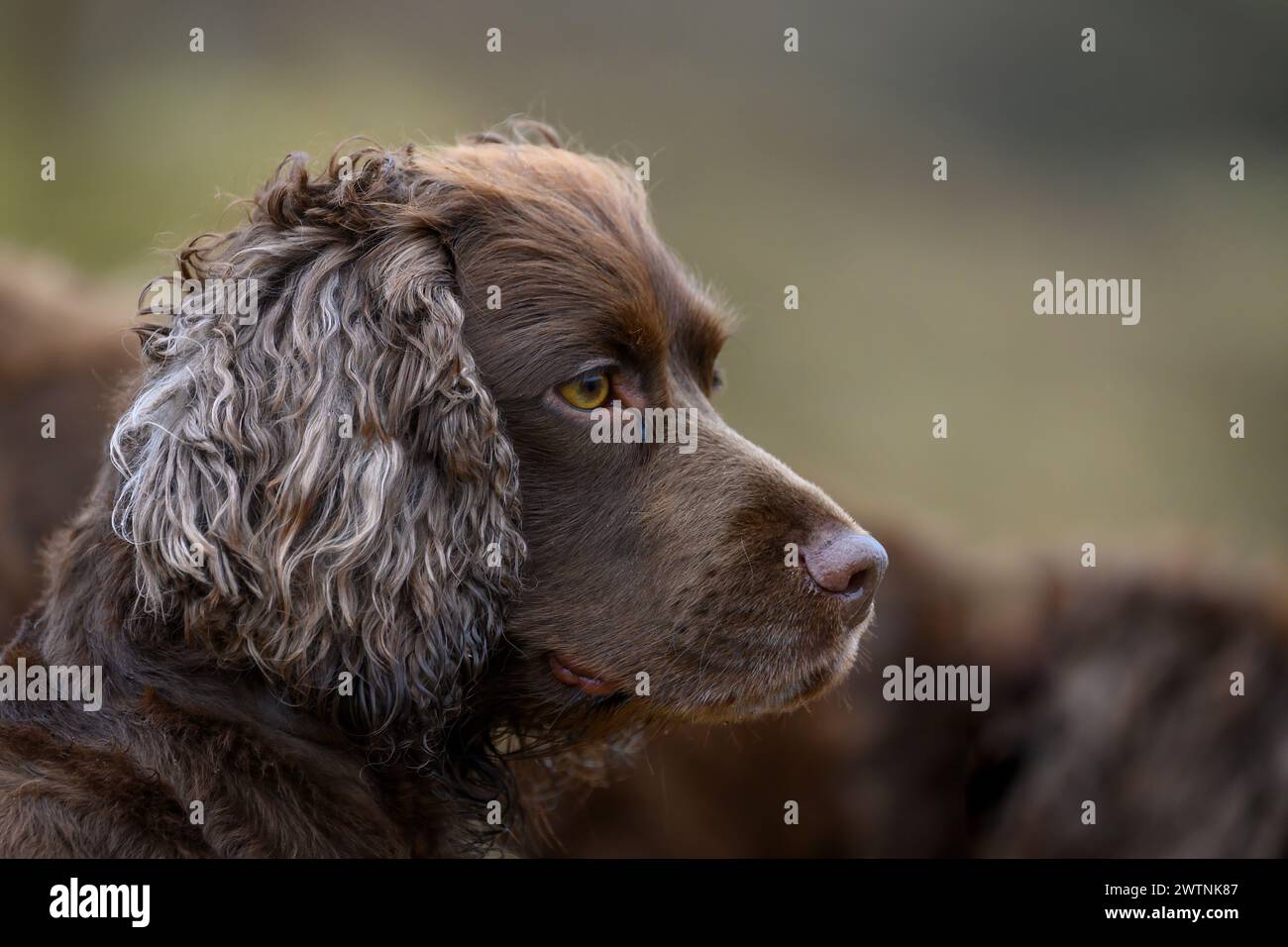Cocker Spaniel cane da caccia appartenente a Chris McRae, guardiano di quarta generazione presso Eishken Estate sull'isola di Lewis e Harris, in Scozia. Foto Stock