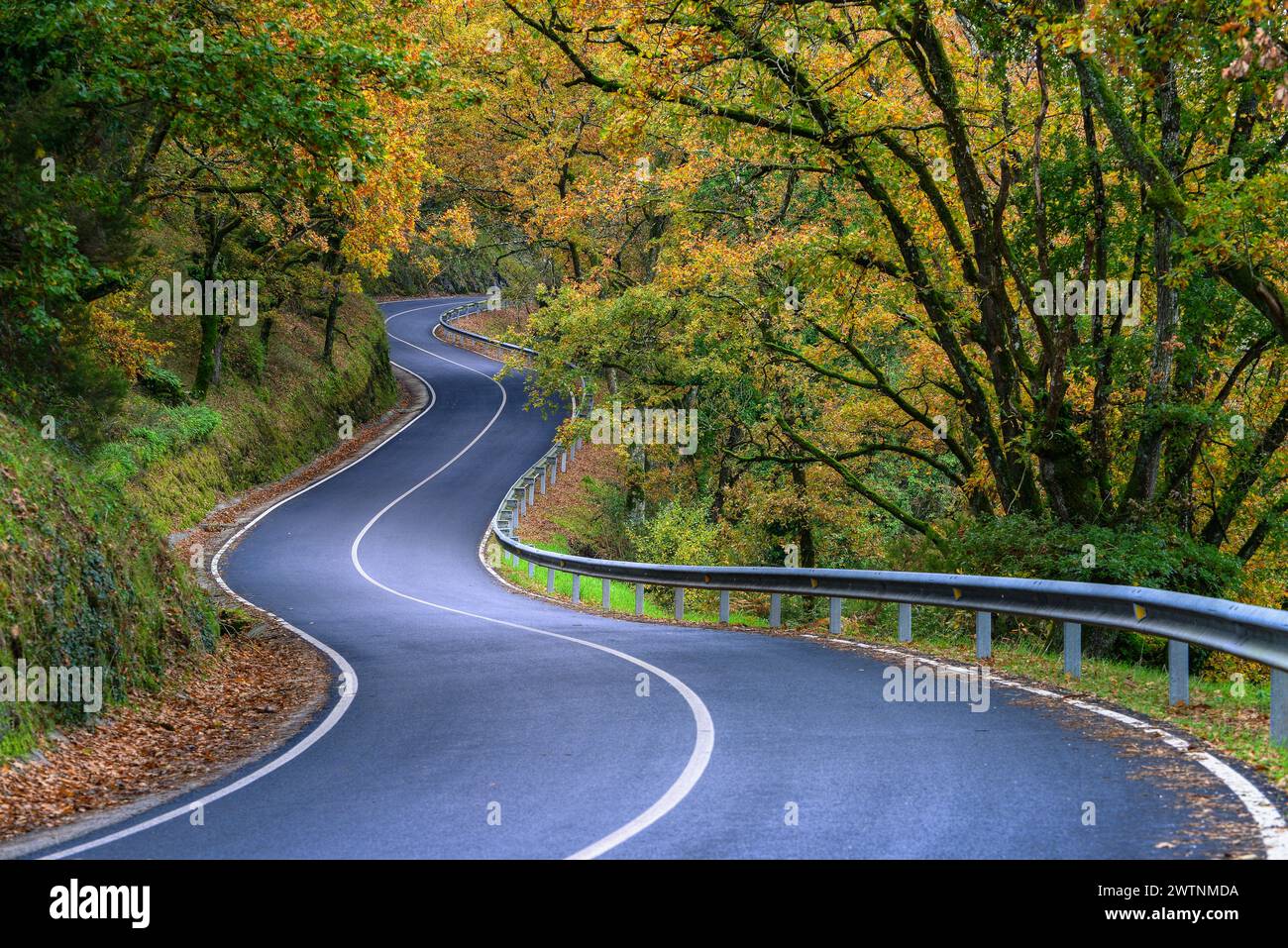 Splendido tratto autunnale di curve su una strada rurale tra foreste decidue vicino a Portomarin, nel Lugo Galizia Foto Stock