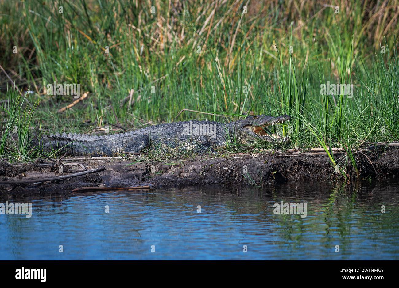 Coccodrilli del Nilo, Crocodylus niloticus, sulle rive del fiume Kwando, Caprivi, Namibia Foto Stock
