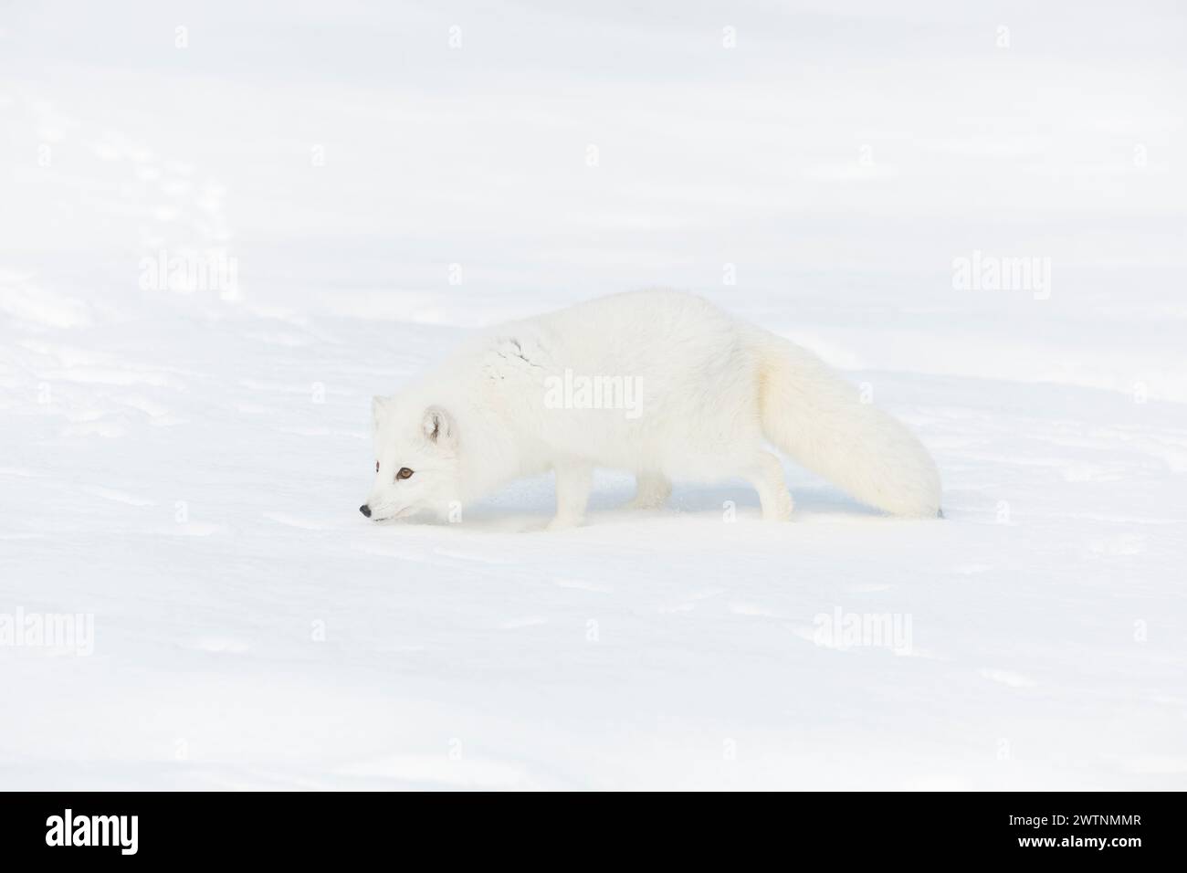 Vulpes lagopus della volpe artica, adulti con cappotto invernale, camminate sulla neve, condizioni controllate Foto Stock