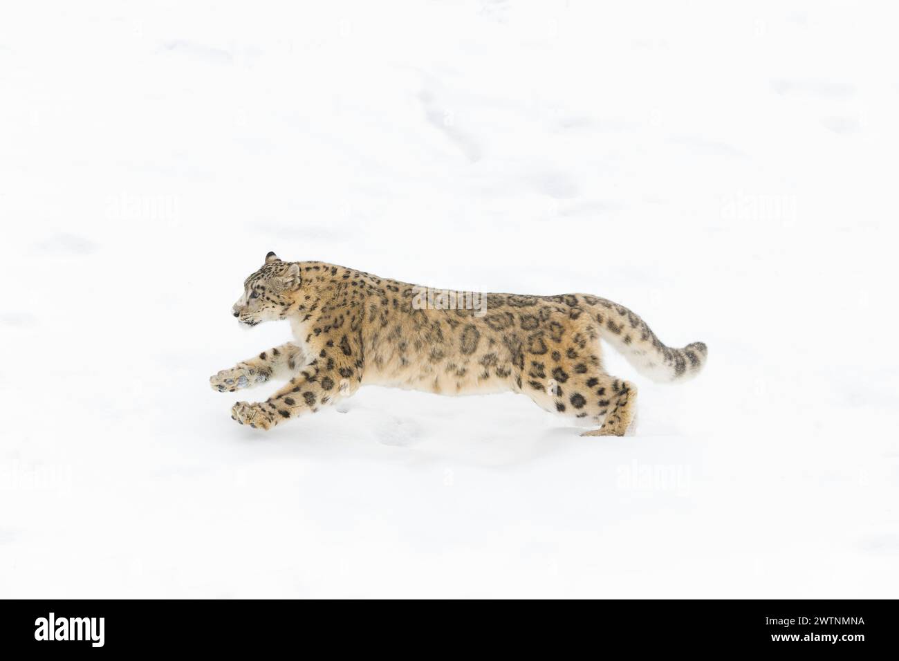 Panthera uncia, adulto che corre sulla neve, condizioni controllate Foto Stock