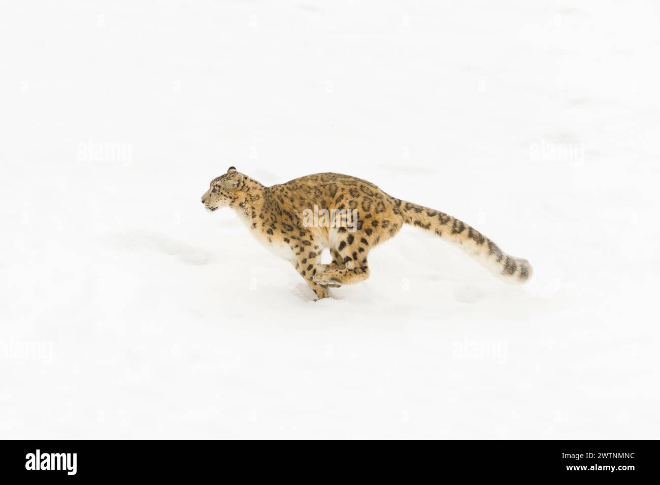 Panthera uncia, adulto che corre sulla neve, condizioni controllate Foto Stock