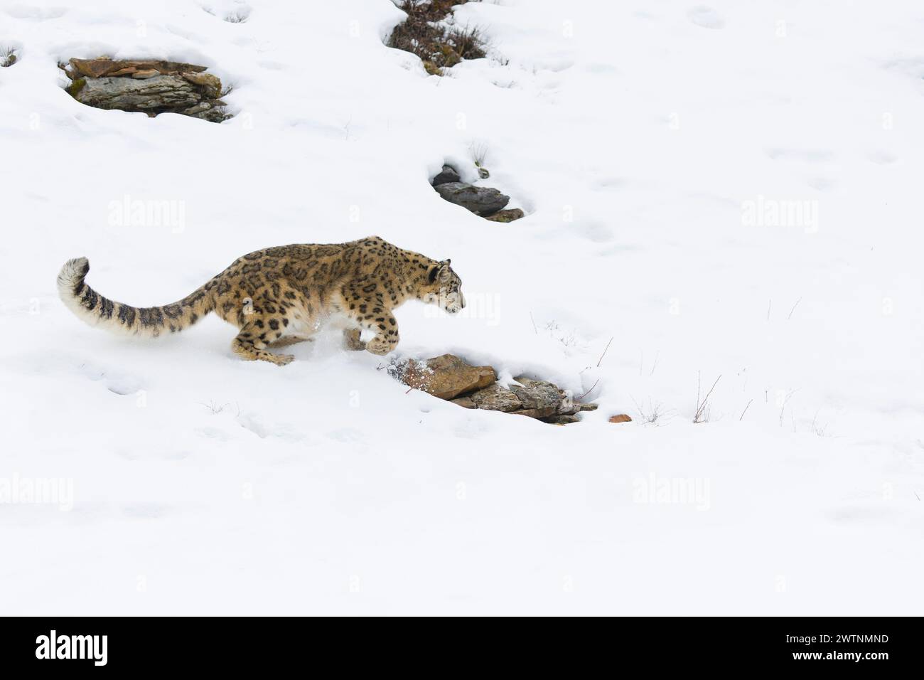Panthera uncia, adulti che cammina su pendii innevati, condizioni controllate Foto Stock