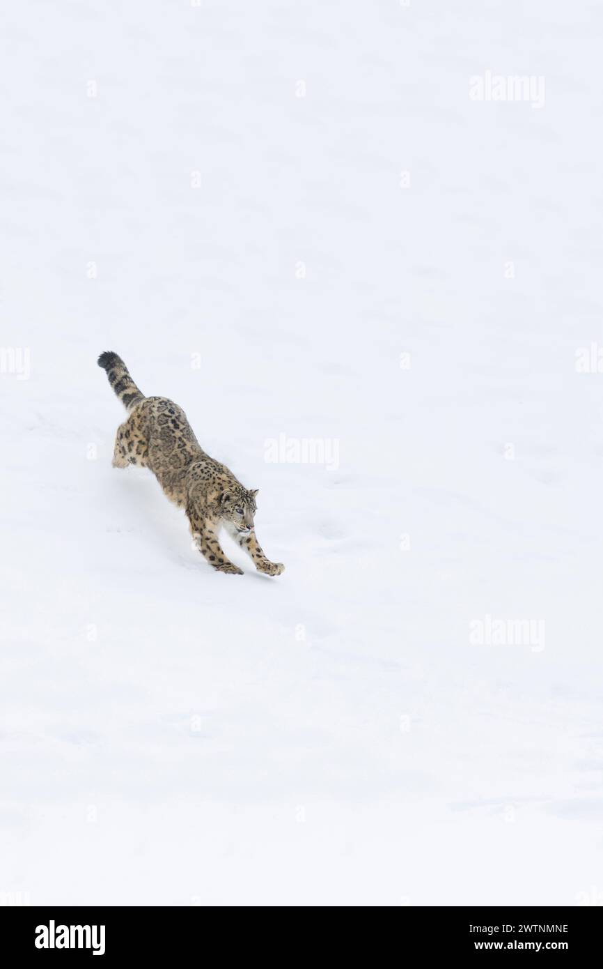 Panthera uncia con leopardo delle nevi, adulti che corrono su pendii innevati, condizioni controllate Foto Stock