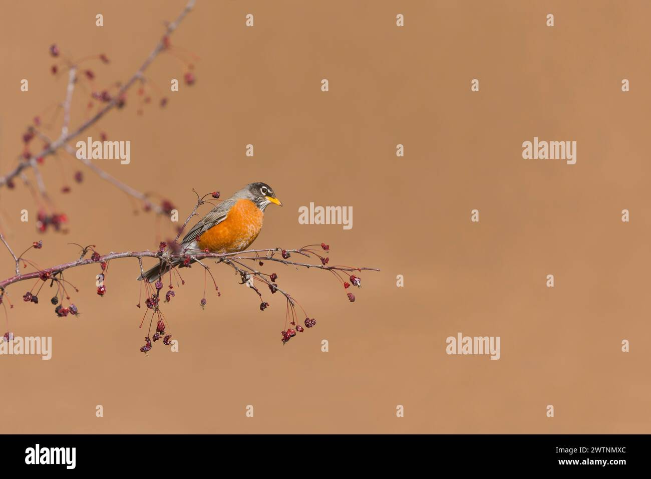 Americano robin Turdus migratorius, adulto arroccato sulla filiale, Montana, Stati Uniti, marzo Foto Stock