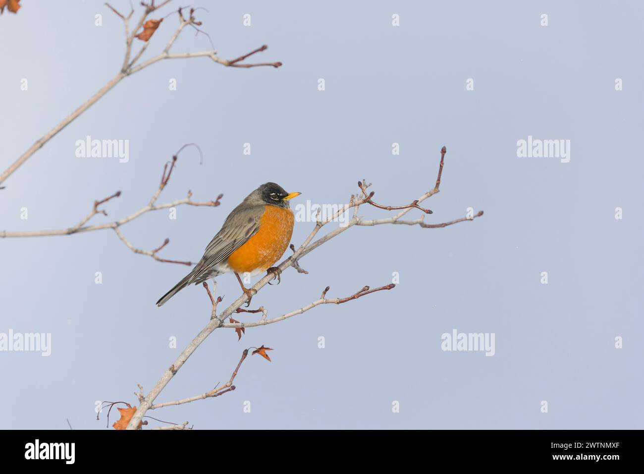 Americano robin Turdus migratorius, adulto arroccato sulla filiale, Montana, Stati Uniti, marzo Foto Stock