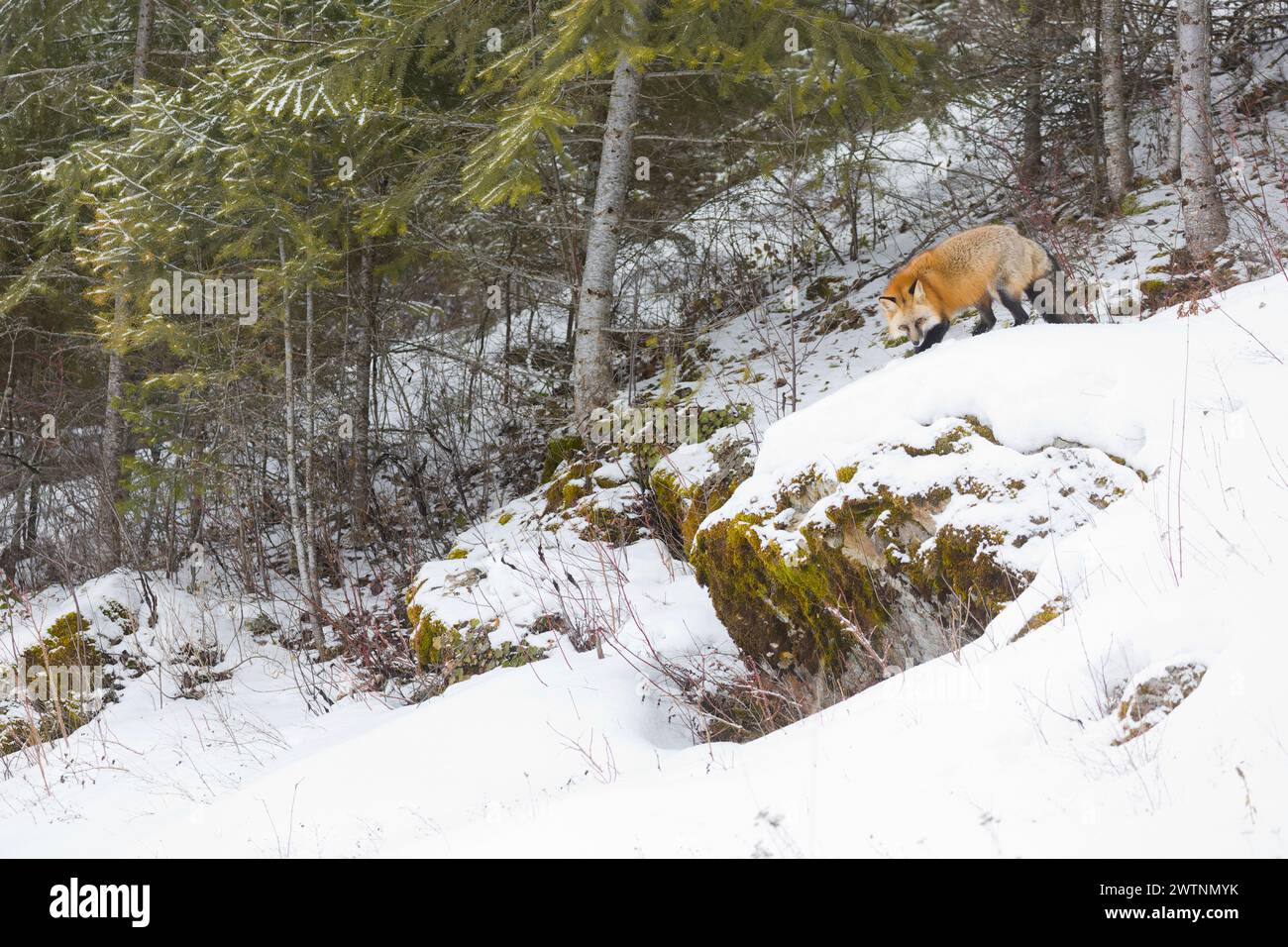 Red Fox Vulpes vulpes, adulto in piedi sulla roccia nella neve, Montana, Stati Uniti, marzo Foto Stock