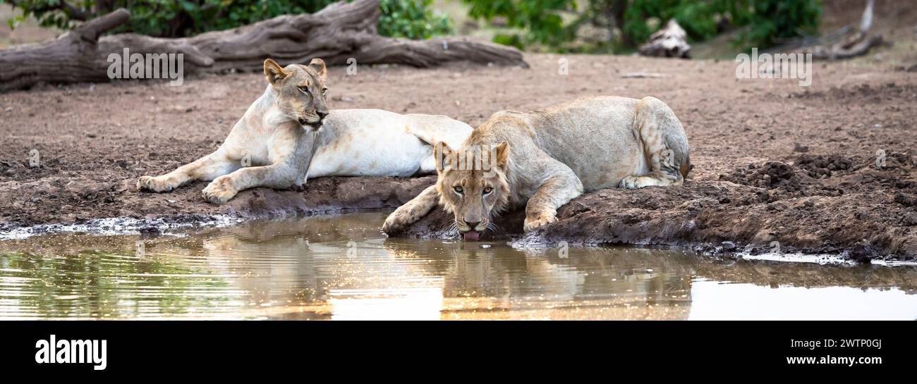 Leoni che bevono in un pozzo d'acqua in Botswana, Africa Foto Stock