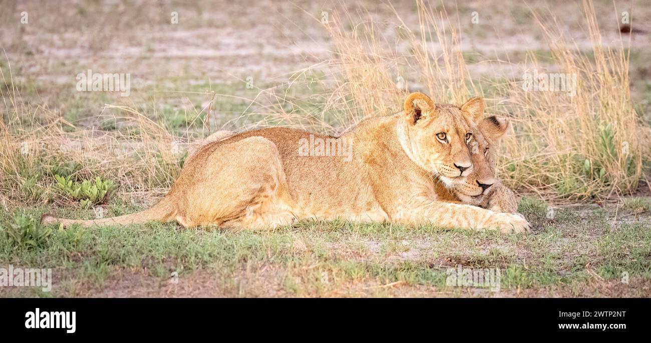Due cuccioli di leone seduti insieme in Botswana, Africa Foto Stock