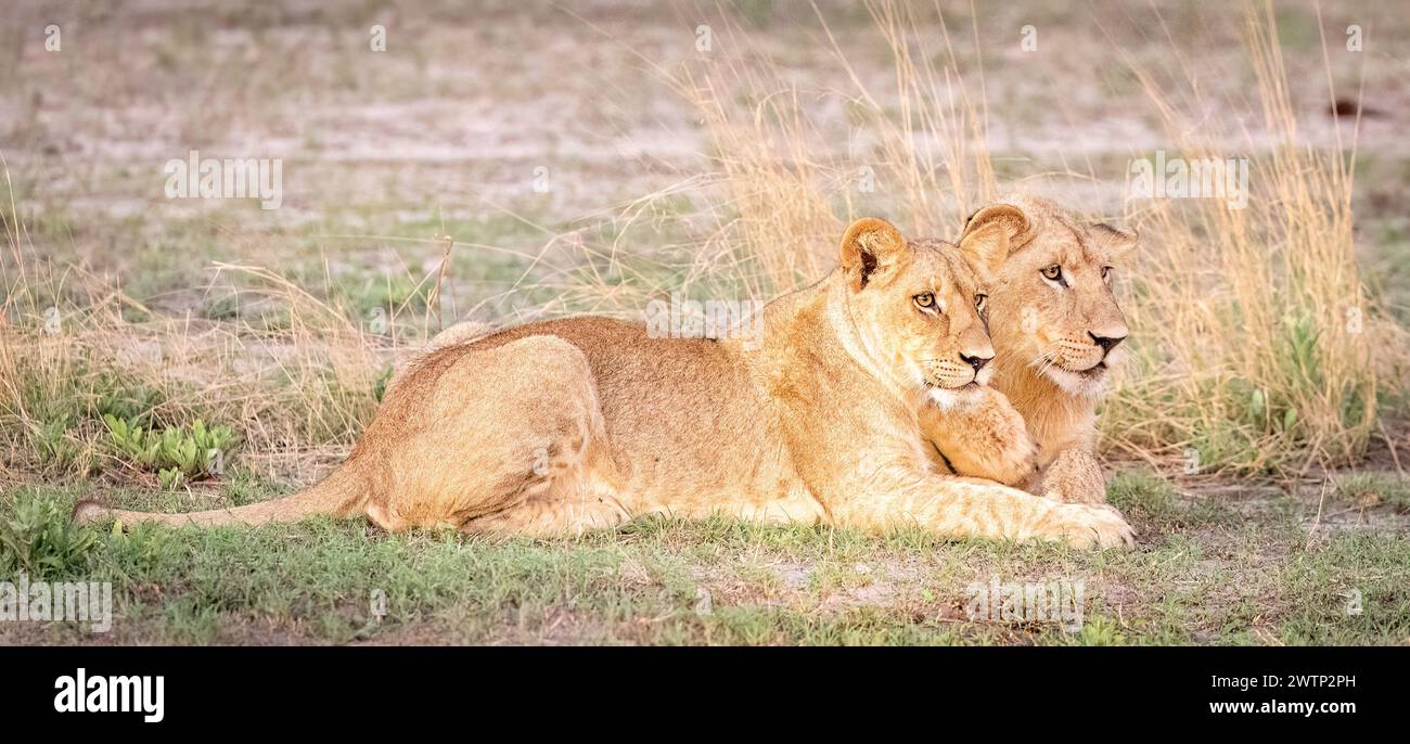 Due cuccioli di leone seduti insieme in Botswana, Africa Foto Stock