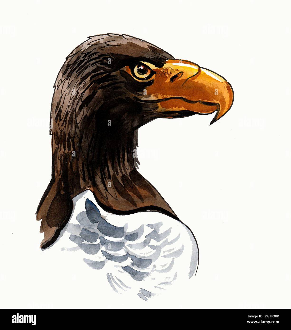 Testa di Aquila. Illustrazione ad acquerello e inchiostro disegnato a mano Foto Stock